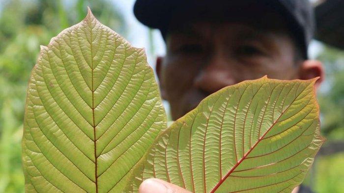 efektif-11-oktober-2024-ini-kriteria-kratom-yang-boleh-dan-dilarang-untuk-diekspor_ed05180.jpg