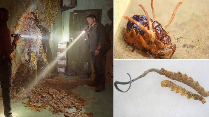 fakta-ilmiah-di-balik-jamur-cordyceps-yang-ada-di-serial-the-last-of-us-benarkah-berbahaya_c5b0c33.jpg