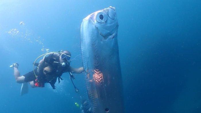 mengenal-oarfish-ikan-yang-kemunculannya-disebut-mitos-pertanda-bencana_7753735.jpg