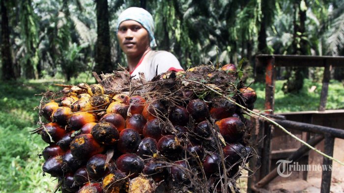 menperin-tegaskan-fluktuasi-harga-sawit-hanya-berpengaruh-sedikit-ke-ekonomi-indonesia_a3cd1ea.jpg