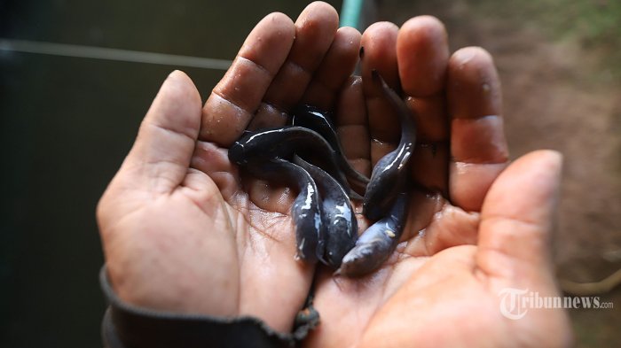 tidak-harus-salmon-yang-mahal-cukupi-nutrisi-anak-dengan-ikan-lokal-lele-gizinya-tak-kalah-lengkap_7210545.jpg