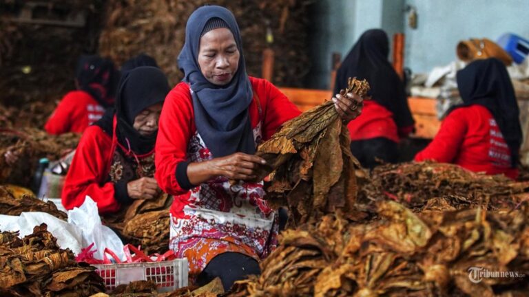 ancam-sumber-mata-pencaharian-petani-kebijakan-kemasan-rokok-polos-diprotes_674a338.jpg