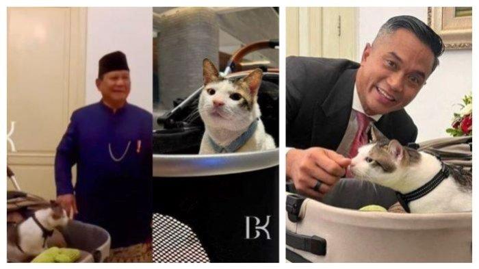 kucing-presiden-prabowo-bobby-kertanegara-ikut-diboyong-ke-istana-bikin-gagal-fokus-_2aa3998.jpg