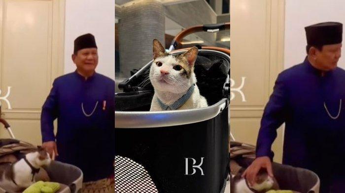 potret-bobby-kertanegara-kucing-kesayangan-prabowo-diboyong-ke-istana-negara-sudah-disiapkan-kamar_008b0b4.jpg