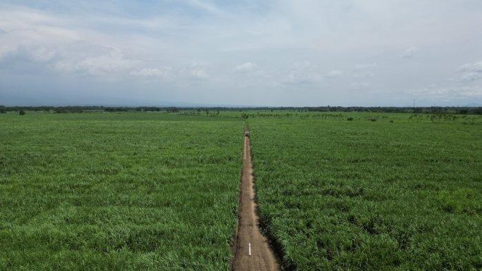 produksi-gula-nasional-naik-10-persen-menjadi-2-46-juta-ton-produsen-geber-kontribusi_889c83e.jpg