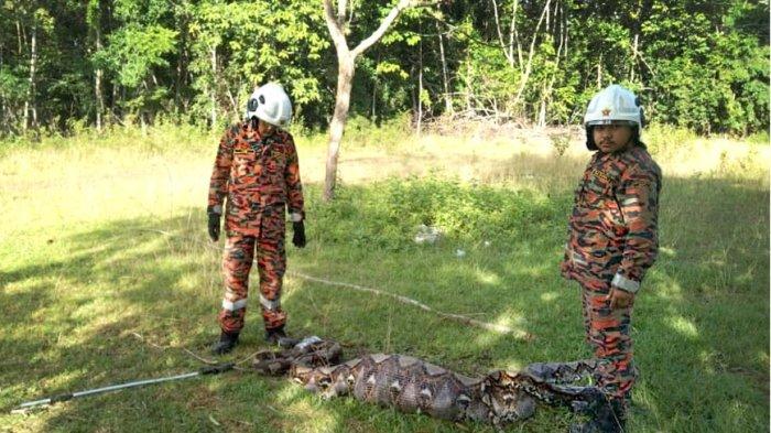 viral-di-malaysia-damkar-di-kelantan-tangkap-ular-240-kg-yang-makan-3-kambing-milik-warga_48f4de2.jpg