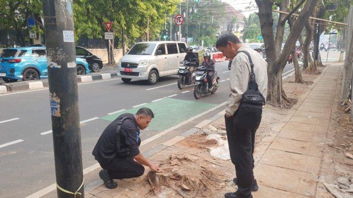 dinas-pertamanan-dki-telusuri-aktivitas-penebangan-pohon-ilegal-di-seberang-kantor-kpu_235524e.jpg