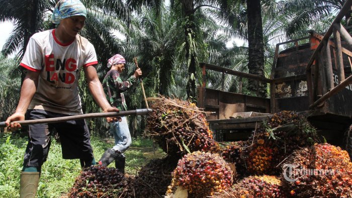 gapki-dorong-terbentuknya-badan-khusus-untuk-perbaiki-tata-kelola-industri-sawit-_f57e748.jpg