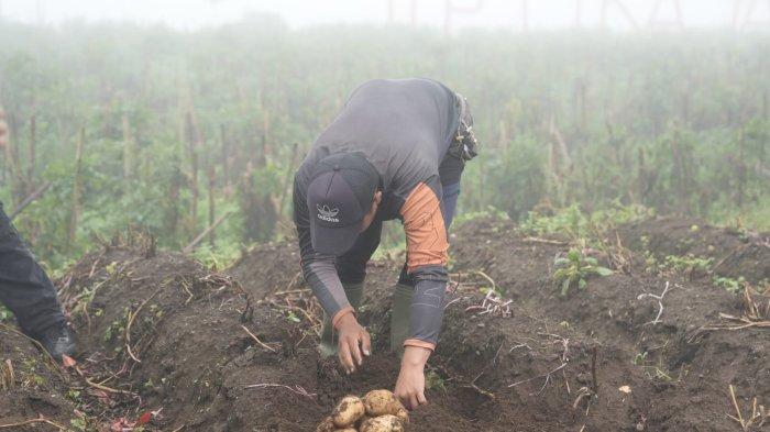 kabupaten-garut-berpotensi-dukung-swasembada-pangan-lewat-budi-daya-kentang-_9bb18f0.jpg