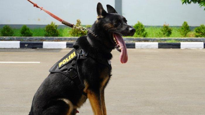 mengenal-lima-anjing-pelacak-detasemen-k-9-polri-pemburu-dpo-hingga-ungkap-kasus-narkotika_c33a8f7.jpg