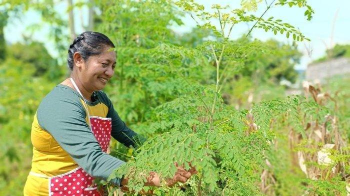 telur-dan-daun-kelor-jadi-alternatif-pengganti-susu-di-program-makan-bergizi-gratis_1e05df1.jpg