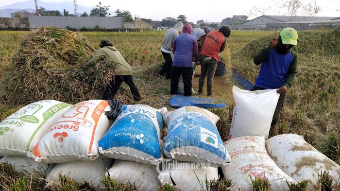 dpr-akan-pastikan-kenaikan-hpp-gabah-dan-jagung-dirasakan-langsung-oleh-petani_fecd8d0.jpg