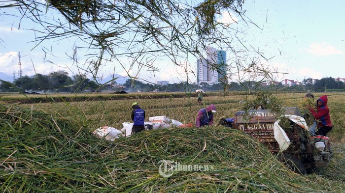 dukung-cadangan-pangan-pataka-apresiasi-keputusan-pemerintah-naikkan-hpp-gabah-kering-panen_f13c86d.jpg