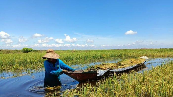 greenpeace-sebut-restorasi-lahan-gambut-dalam-10-tahun-terakhir-tidak-memuaskan_8a4de91.jpg