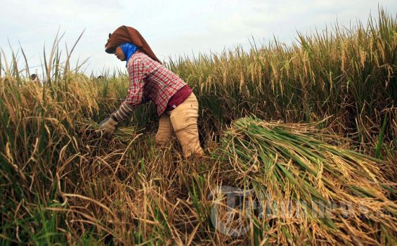 indonesia-bisa-hemat-devisa-rp-84-t-dari-penghentian-impor-beras-gula-dan-jagung_7704d00.jpg