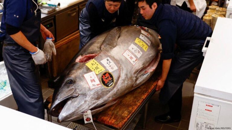 jepang-ikan-tuna-quot-segemuk-sapi-quot-terjual-rp21-miliar_35db51b.jpg