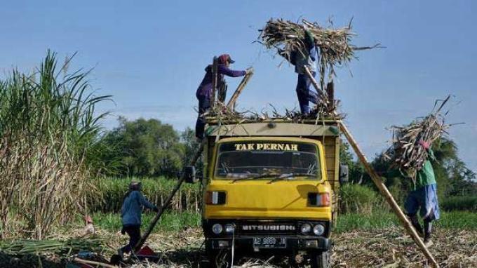 pakar-ingatkan-pemerintah-jangan-hanya-fokus-pada-tebu-dalam-pengembangan-bioetanol-sebagai-bbn_8f1ac97.jpg