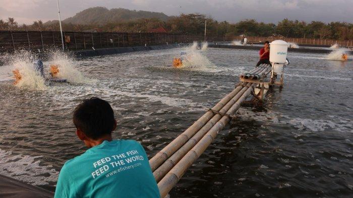 efishery-berhenti-beroperasi-ribuan-petani-ikan-terancam-gagal-panen_9b7f756.jpg