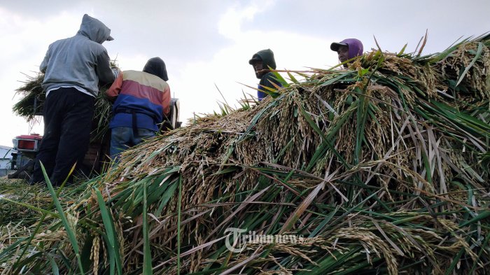 harga-gabah-jauhi-hpp-hanya-dipatok-rp5-200-per-kg-peran-penyerapan-bulog-di-petani-dipertanyakan_9fb592b.jpg